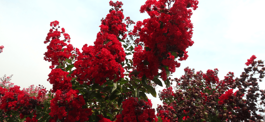The Best Red Flowering Trees